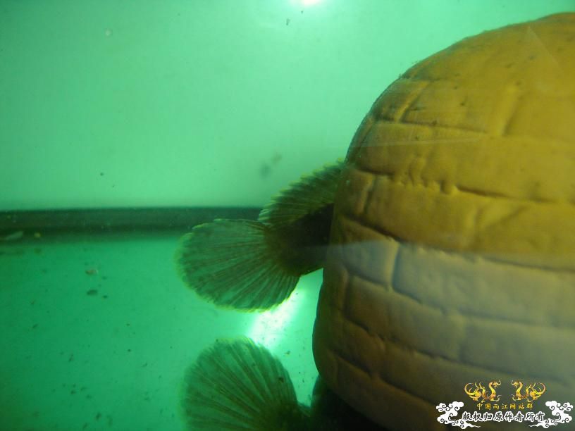 现在唯一一条鱼