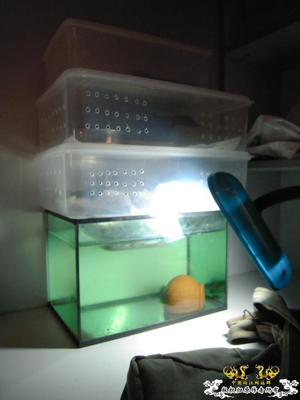 现在唯一一条鱼