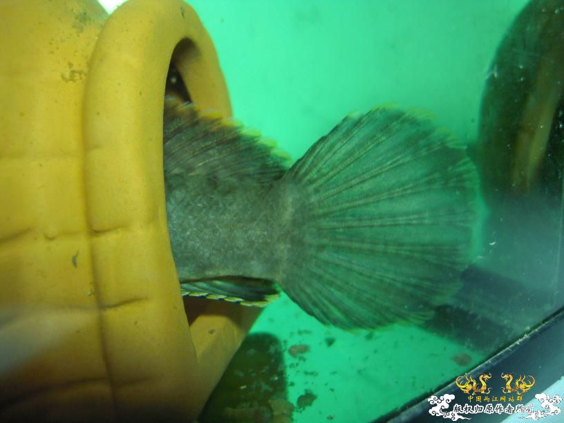 现在唯一一条鱼