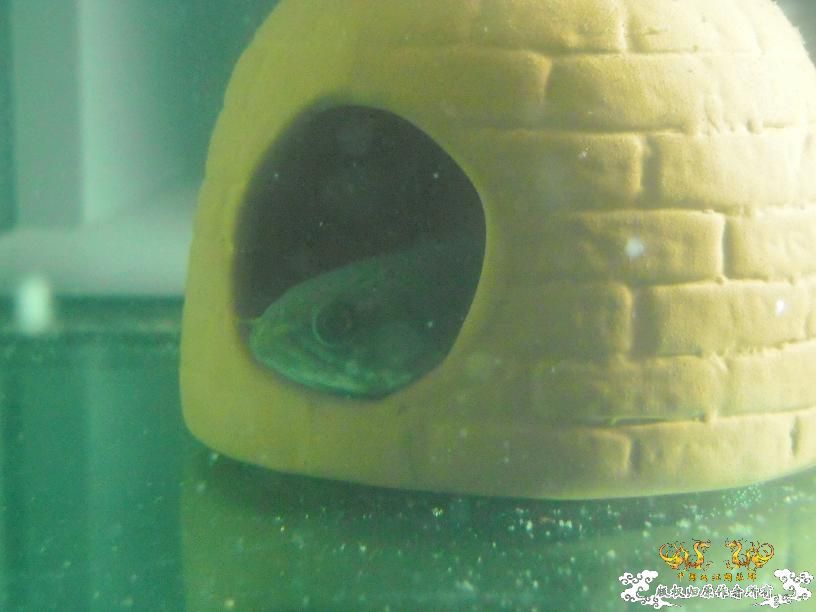 现在唯一一条鱼