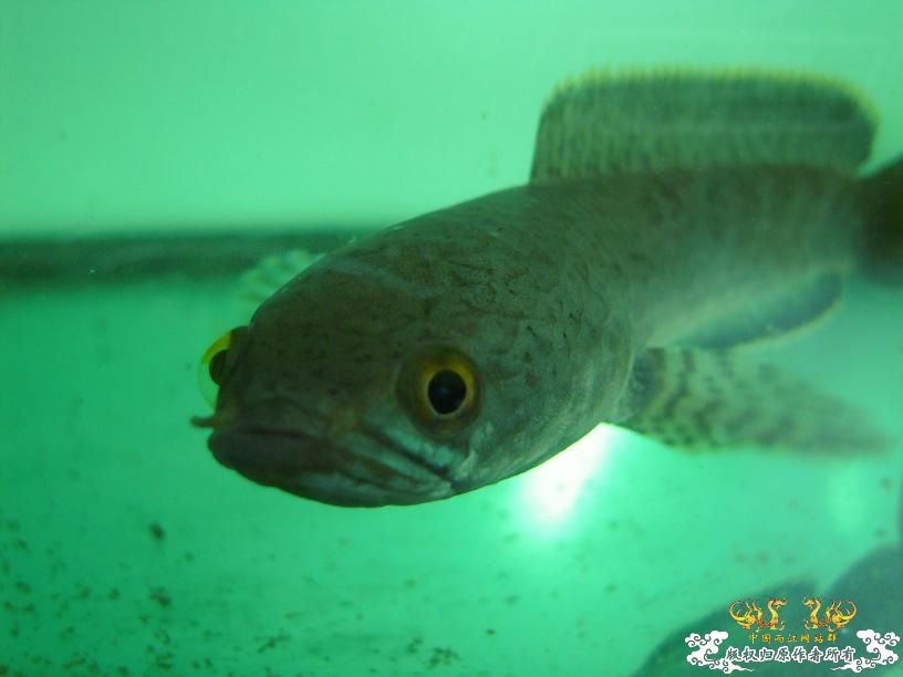 现在唯一一条鱼