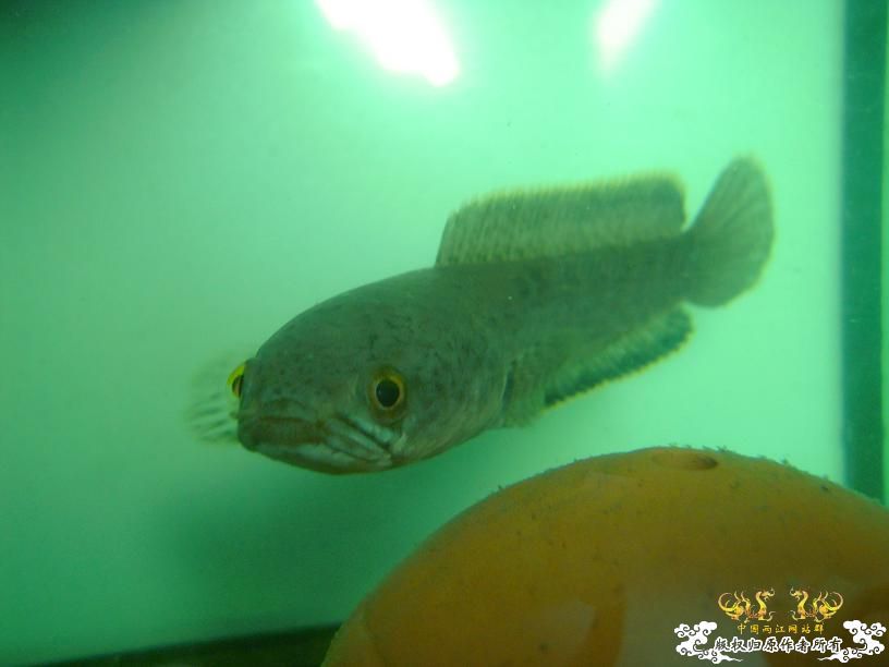 现在唯一一条鱼