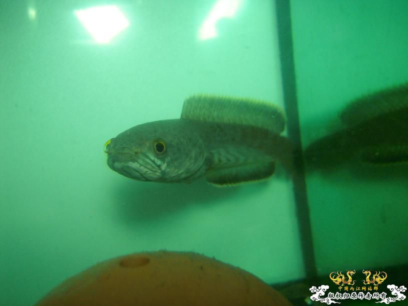 现在唯一一条鱼