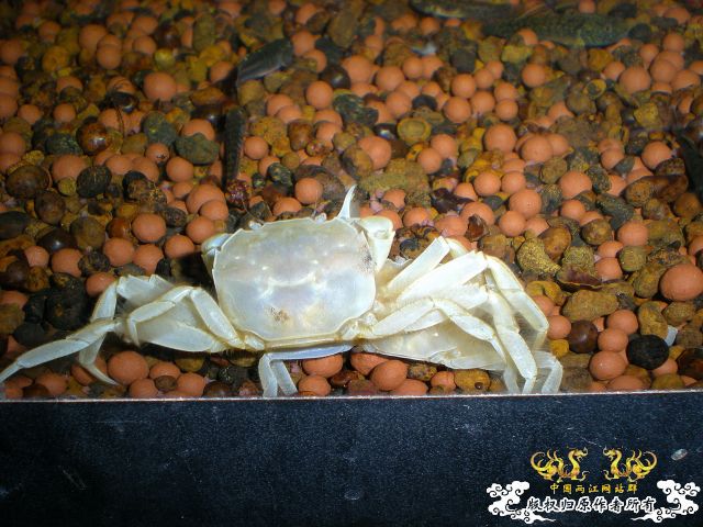 大闸蟹