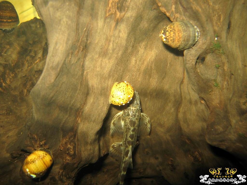 朋友送的石蜑螺和金鼓据说很容易淡化...