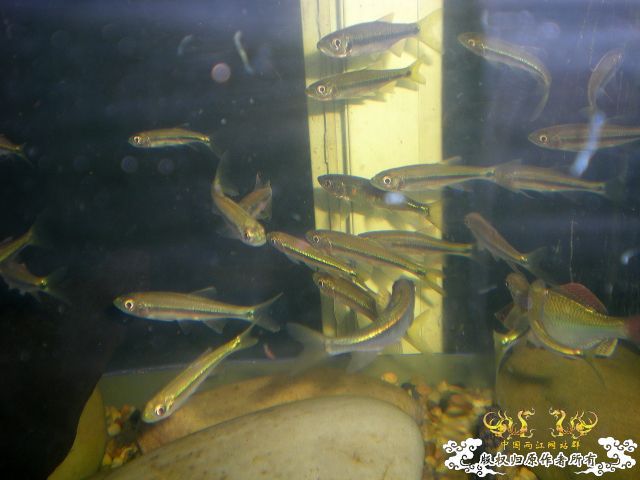 [分享][原创]      鱼鬣    我的最爱 ~终于搞到了