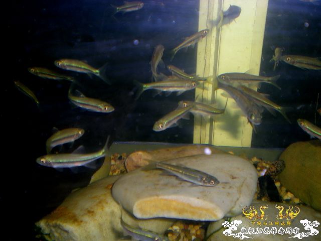 [分享][原创]      鱼鬣    我的最爱 ~终于搞到了