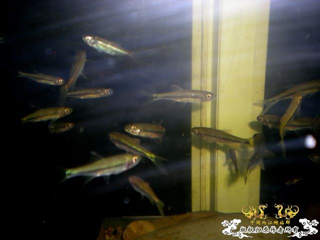 [分享][原创]      鱼鬣    我的最爱 ~终于搞到了