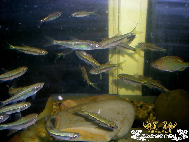 [分享][原创]      鱼鬣    我的最爱 ~终于搞到了