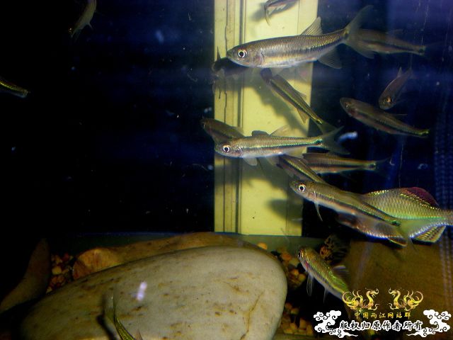 [分享][原创]      鱼鬣    我的最爱 ~终于搞到了