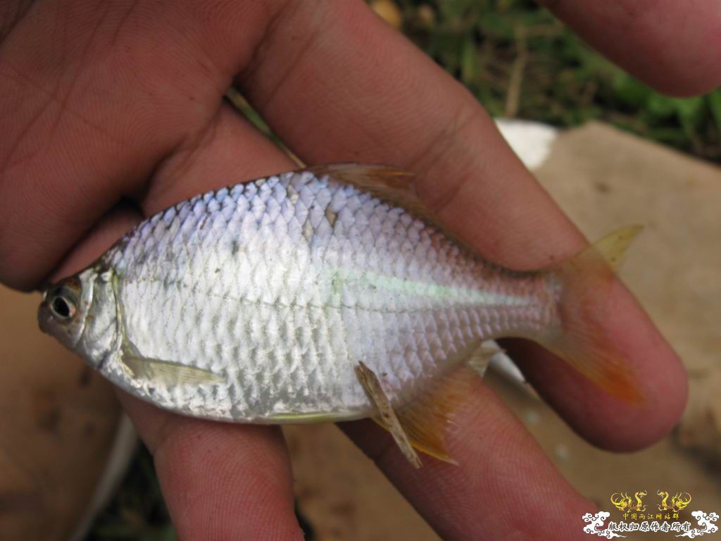 09年10月9号偷闲去野采&钓鱼...