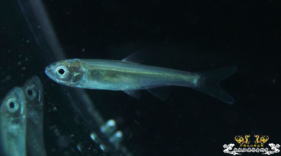 这是何鱼的苗子？猎？