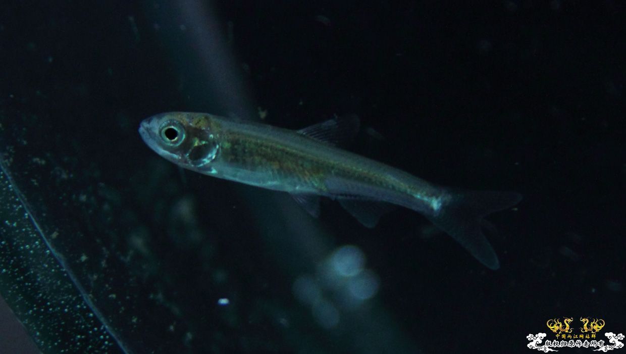 这是何鱼的苗子？猎？