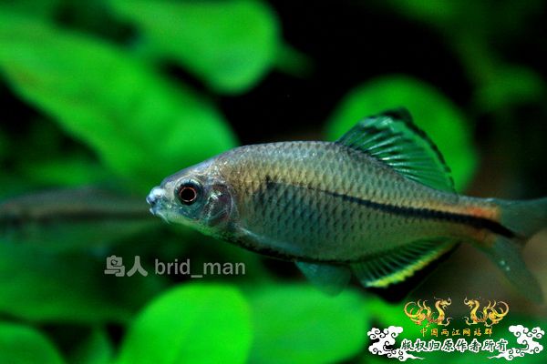 齐氏副鱊、无须鱊、峨眉鱊、中华鰟鮍