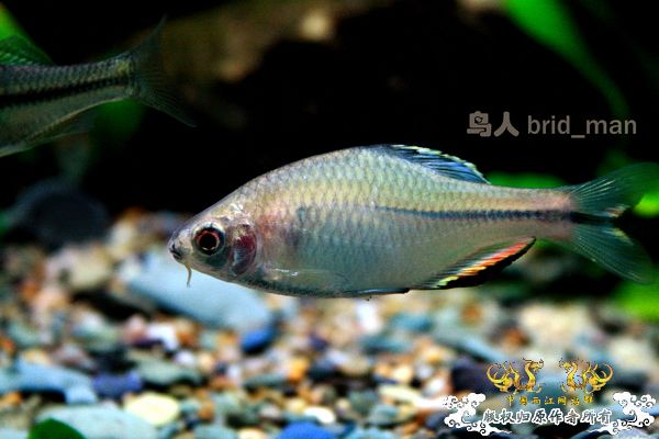 齐氏副鱊、无须鱊、峨眉鱊、中华鰟鮍