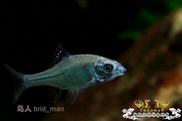 齐氏副鱊、无须鱊、峨眉鱊、中华鰟鮍