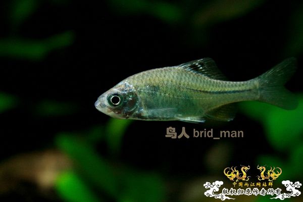 齐氏副鱊、无须鱊、峨眉鱊、中华鰟鮍