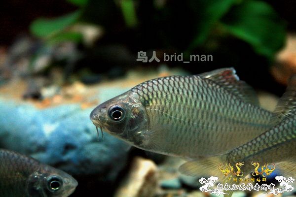 齐氏副鱊、无须鱊、峨眉鱊、中华鰟鮍