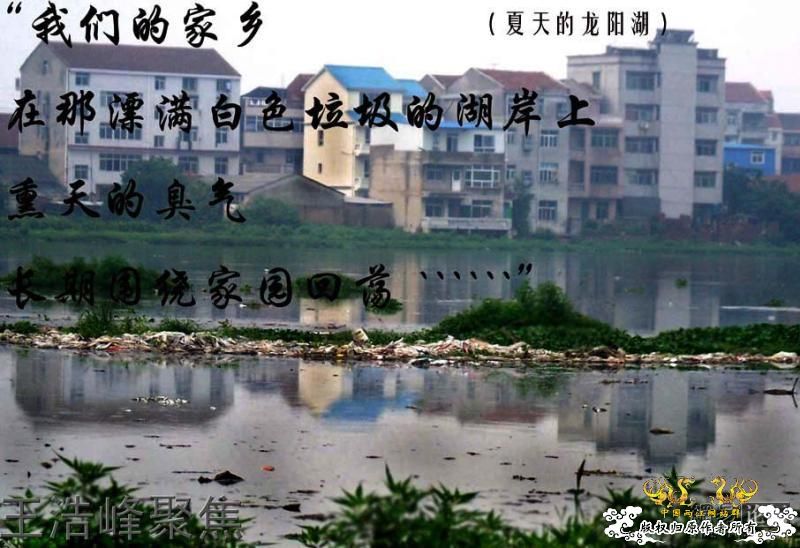 触目惊心：武汉龙阳湖在呼救