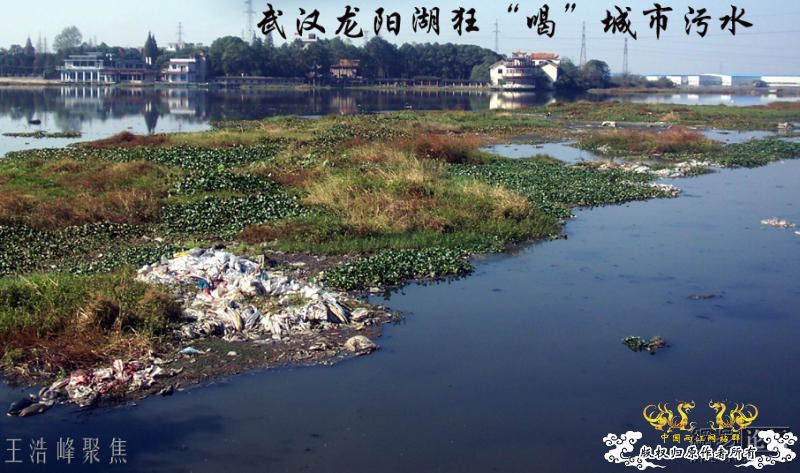 触目惊心：武汉龙阳湖在呼救