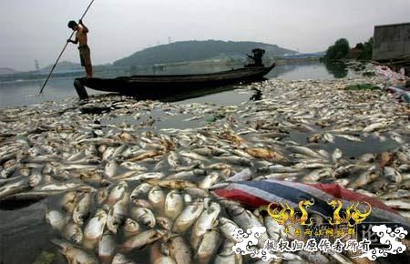 触目惊心：武汉龙阳湖在呼救