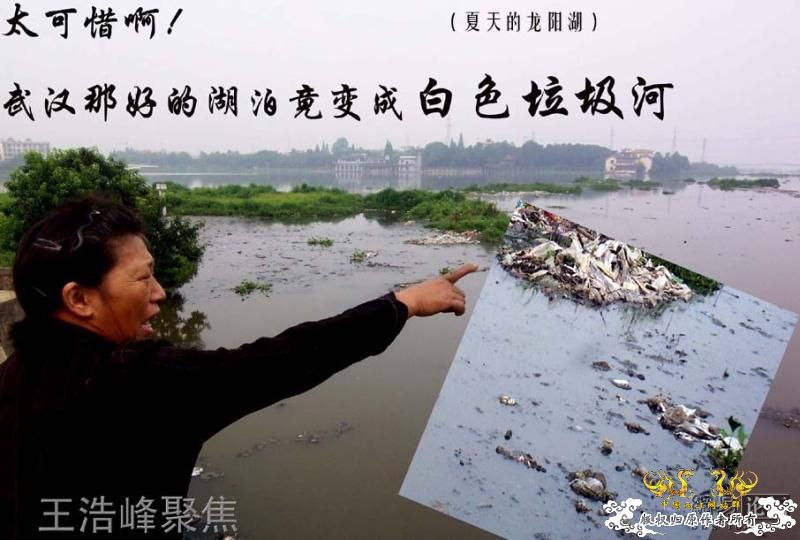 触目惊心：武汉龙阳湖在呼救