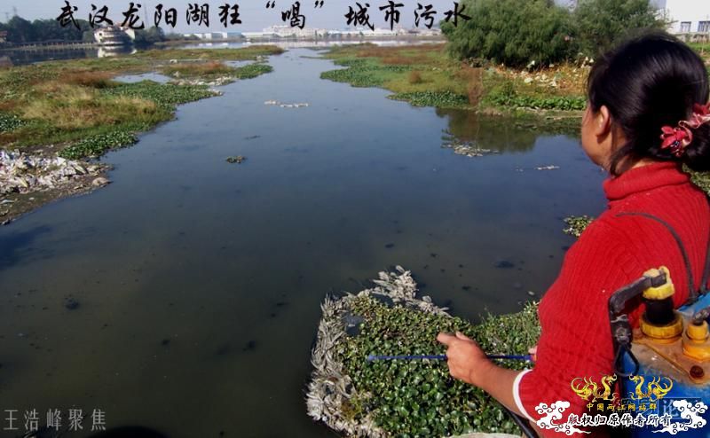 触目惊心：武汉龙阳湖在呼救