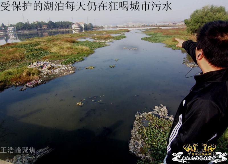 触目惊心：武汉龙阳湖在呼救