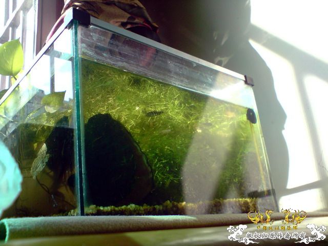 惦记十一回家拍的俩鱼缸了，不知现在情况如何