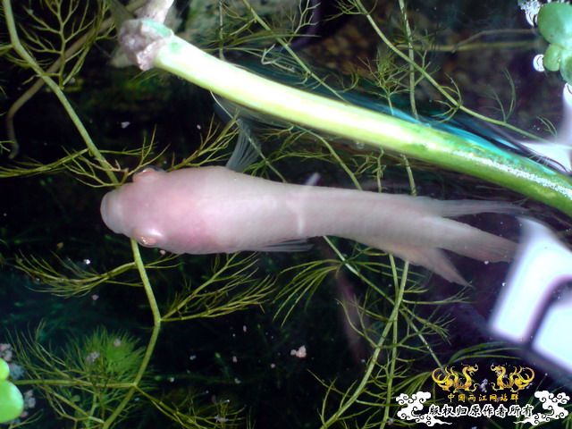 惦记十一回家拍的俩鱼缸了，不知现在情况如何