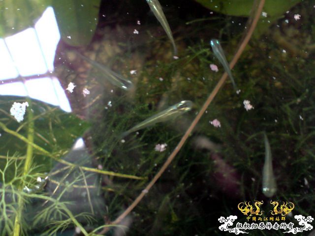 惦记十一回家拍的俩鱼缸了，不知现在情况如何