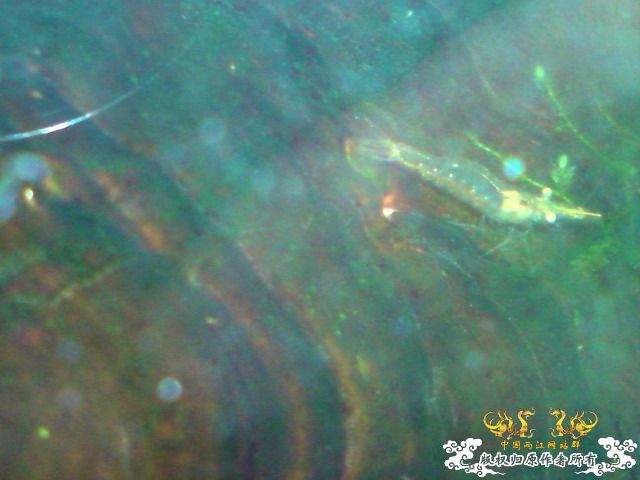 惦记十一回家拍的俩鱼缸了，不知现在情况如何