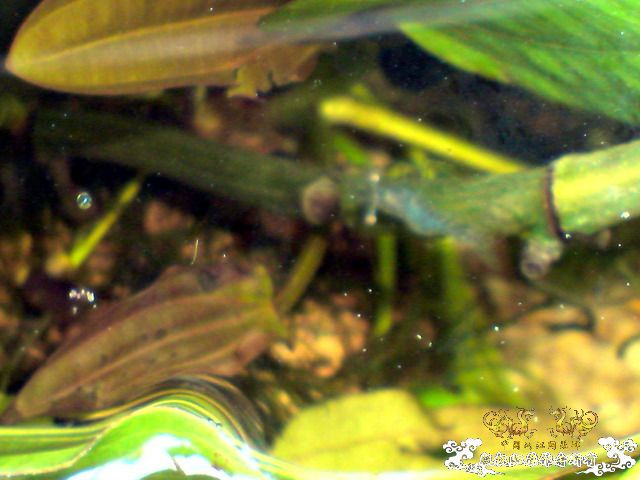 惦记十一回家拍的俩鱼缸了，不知现在情况如何