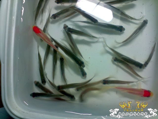 下午去红园买龟饲料，意外淘了30多条高体，放学校人工湖了