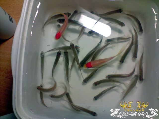 下午去红园买龟饲料，意外淘了30多条高体，放学校人工湖了