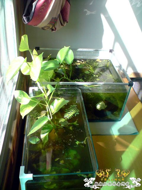 惦记十一回家拍的俩鱼缸了，不知现在情况如何