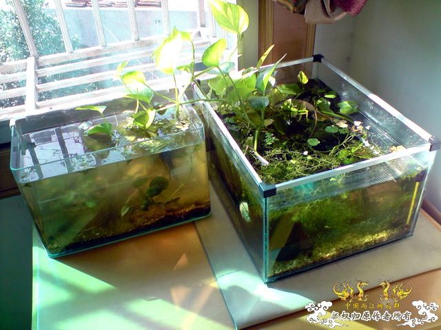 惦记十一回家拍的俩鱼缸了，不知现在情况如何