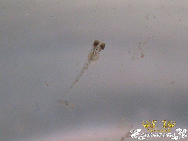 红树林青将挂卵了(鱼卵里的鱼卵长眼睛了18楼更新)
