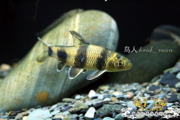 缸内杂鱼