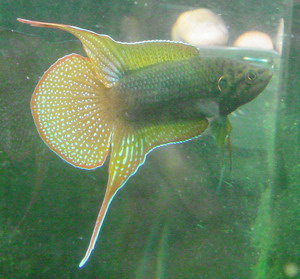 重要！关于原生茶馆群（34740834）的呼吁