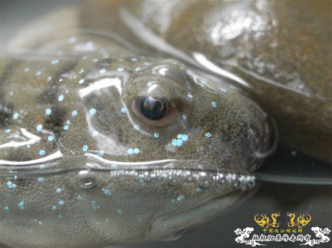 [原创]海鲜市场淘到的大弹涂鱼