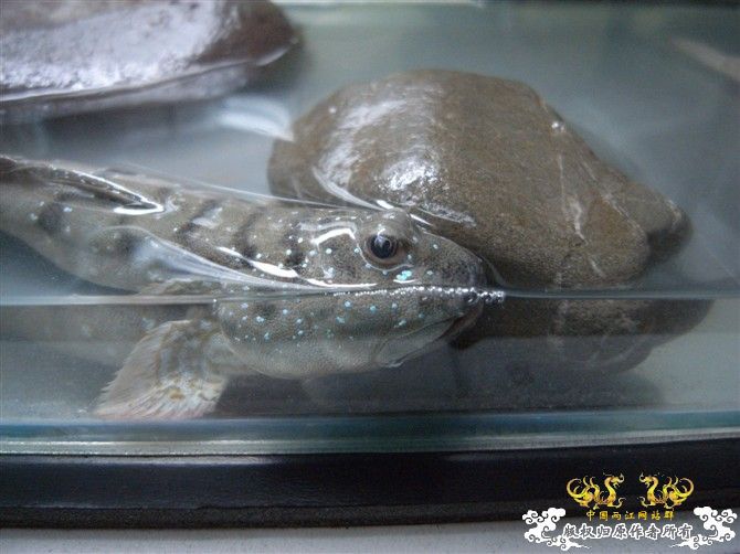 [原创]海鲜市场淘到的大弹涂鱼