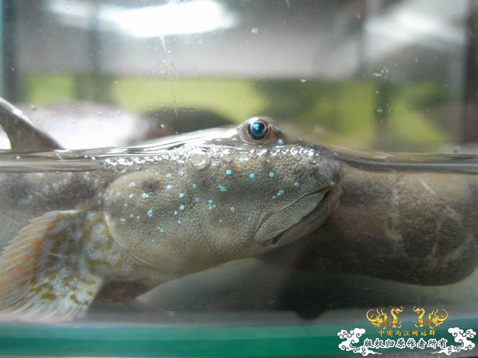 [原创]海鲜市场淘到的大弹涂鱼