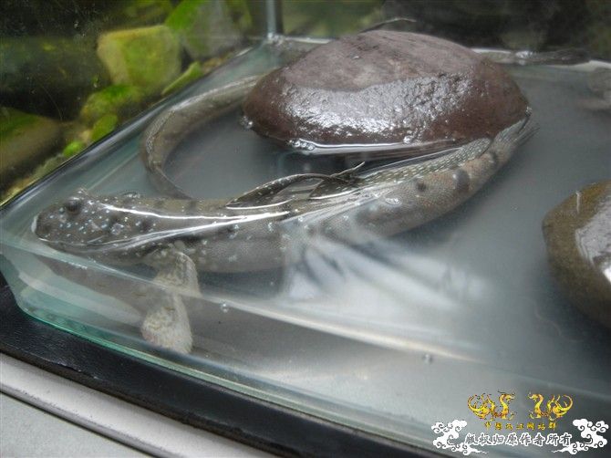 [原创]海鲜市场淘到的大弹涂鱼