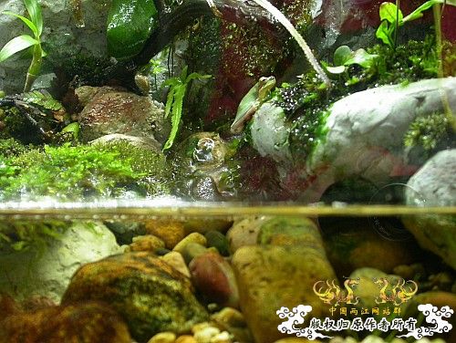 我的两个水陆缸-（DIY）重建