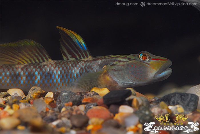 [原创]《北京褐吻繁殖！》