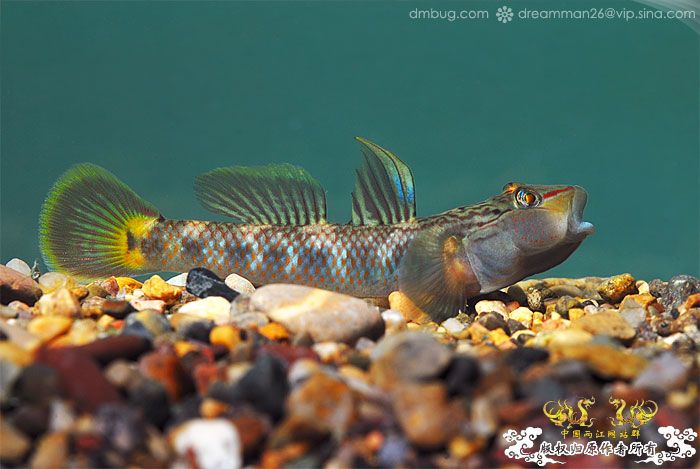 [原创]《北京褐吻繁殖！》