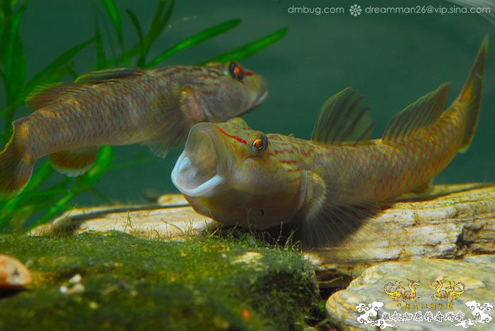 [原创]《北京褐吻繁殖！》