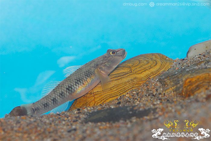 [原创]《北京褐吻繁殖！》