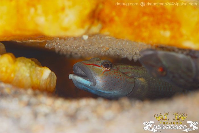 [原创]《北京褐吻繁殖！》